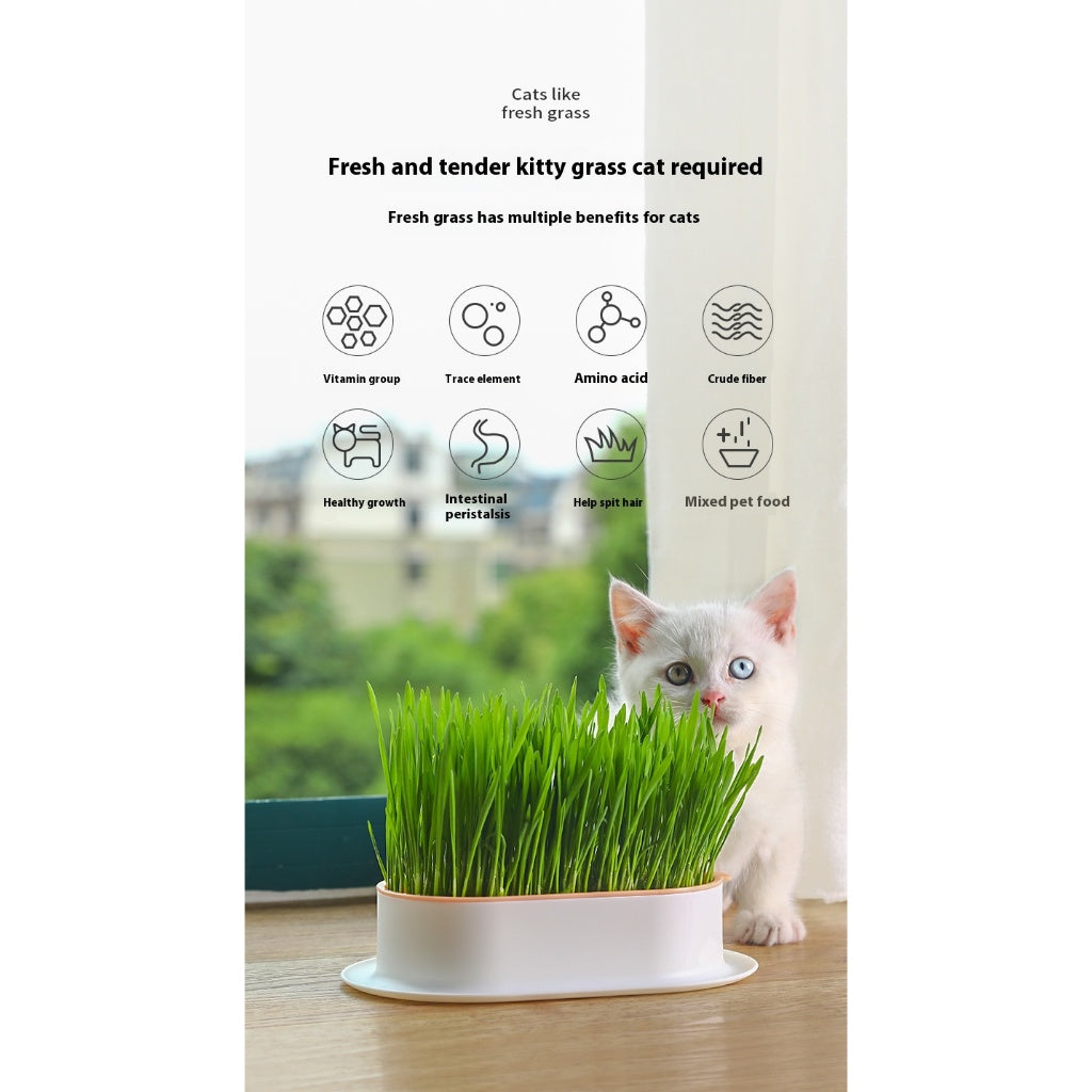 Kopipets Local Seller Cat Planter Box With Cat Wheat Grass Seeds Grow Cat Snacks Easily No Soil Need