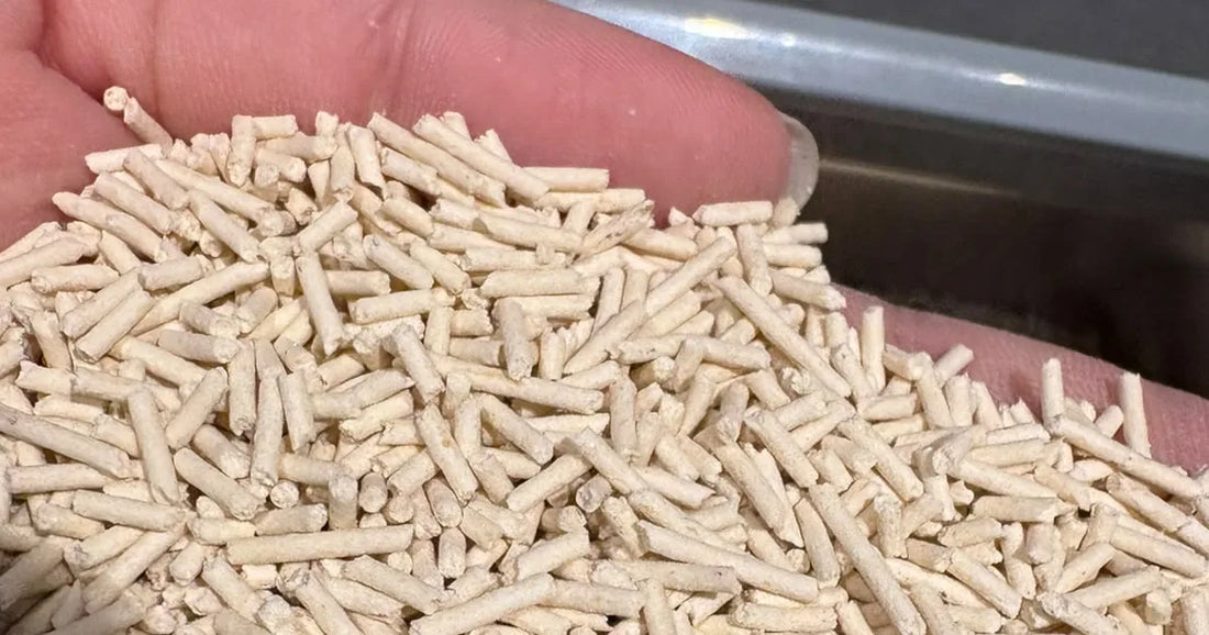 A hand holding fine 1.5mm tofu cat litter pellets — Tofu Cat Litter in Singapore: An Honest Buyer's Guide by Kopipets