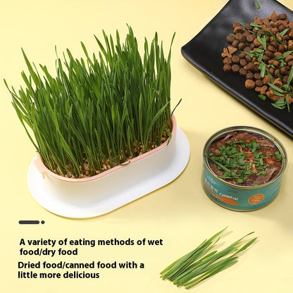 Kopipets Local Seller Cat Planter Box With Cat Wheat Grass Seeds Grow Cat Snacks Easily No Soil Need