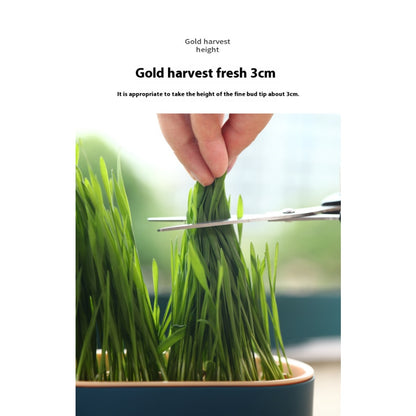 Kopipets Local Seller Cat Planter Box With Cat Wheat Grass Seeds Grow Cat Snacks Easily No Soil Need