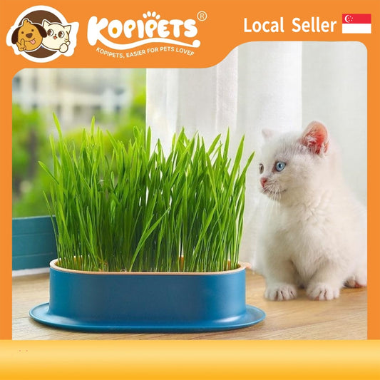 Kopipets Local Seller Cat Planter Box With Cat Wheat Grass Seeds Grow Cat Snacks Easily No Soil Need