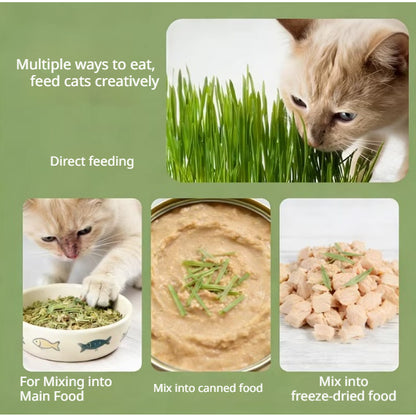 Kopipets Lazy Cat Grass Pot Hydroponic Soil-Free Hairball Aid Digestive Treat for Kittens Pet Snacks