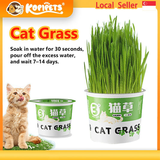 Kopipets Lazy Cat Grass Pot Hydroponic Soil-Free Hairball Aid Digestive Treat for Kittens Pet Snacks
