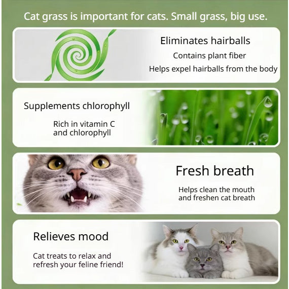 Kopipets Lazy Cat Grass Pot Hydroponic Soil-Free Hairball Aid Digestive Treat for Kittens Pet Snacks
