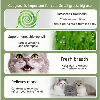 Kopipets Lazy Cat Grass Pot Hydroponic Soil-Free Hairball Aid Digestive Treat for Kittens Pet Snacks