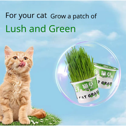 Kopipets Lazy Cat Grass Pot Hydroponic Soil-Free Hairball Aid Digestive Treat for Kittens Pet Snacks