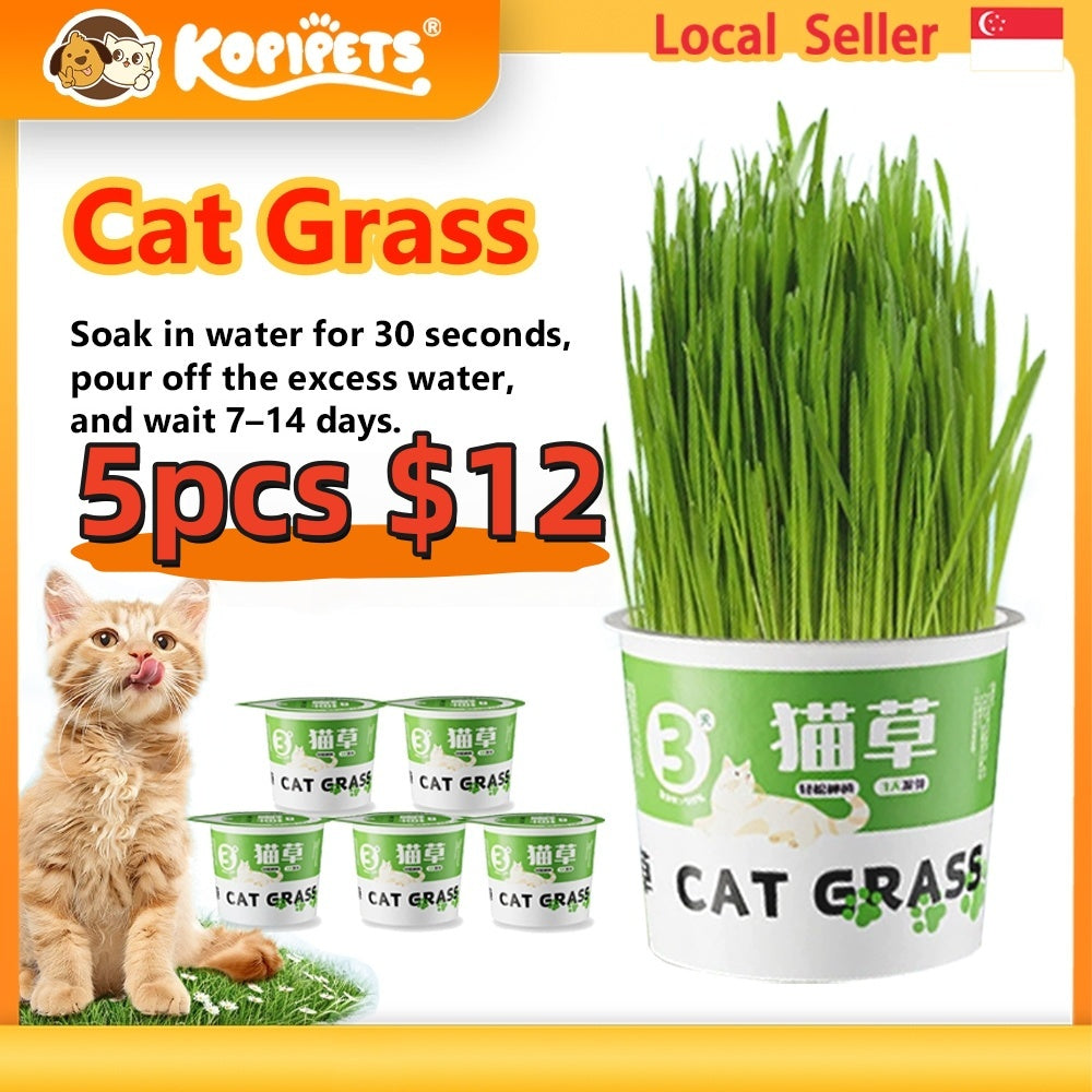 Kopipets Lazy Cat Grass Pot Hydroponic Soil-Free Hairball Aid Digestive Treat for Kittens Pet Snacks